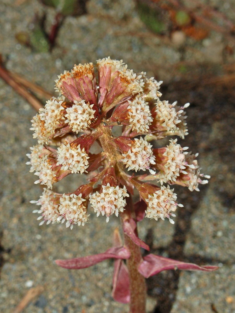 Petasites hybridus